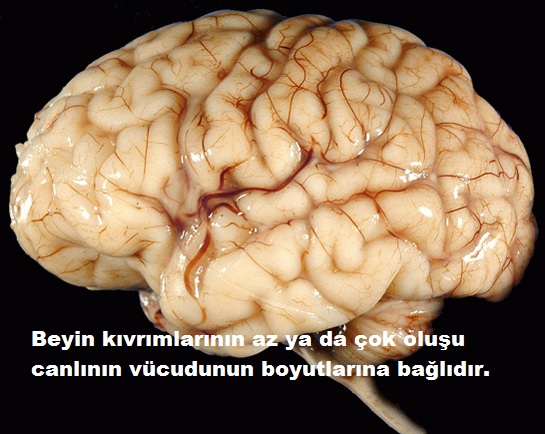 Beyin neden kıvrımlıdır